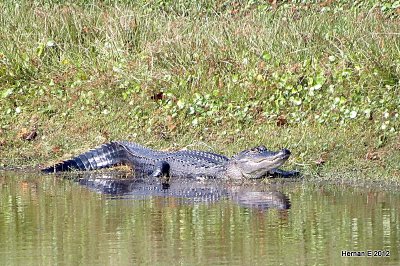 FLORIDA ALLIGATOR