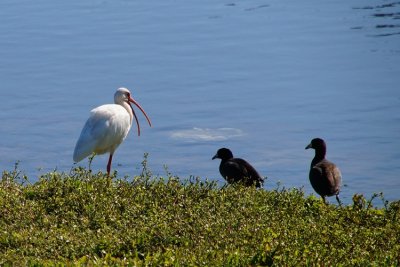 IBIS AND COOTS