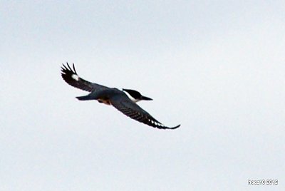 BELTED KINGFISHER