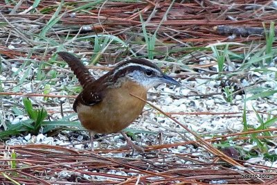 CAROLINA WREN