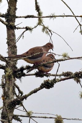 MOURNING DOVES