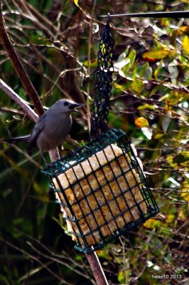 CATBIRDS LOVE SUET