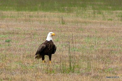 Bald Eagle