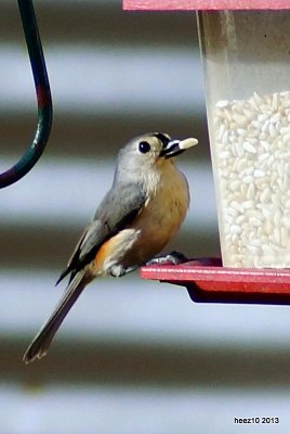 TUFFTED TITMOUSE