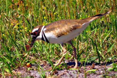 KILDEER