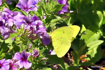 SULPHUR BUTTERFLY  AND A FLY