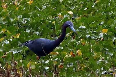 LITTLE BLUE HERON