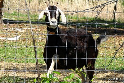 GOATS AND SHEEP