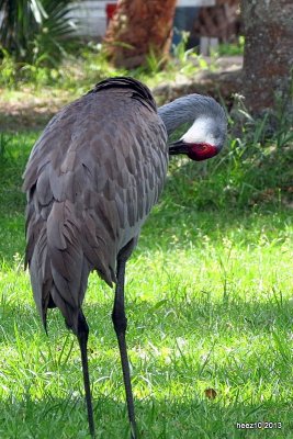 SANDHILL CRANE