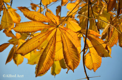 autumn leaves