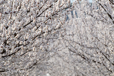 Spring at the Wachau