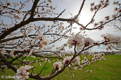 Spring at the Wachau