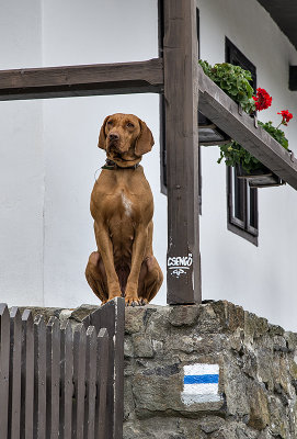 The watchdog