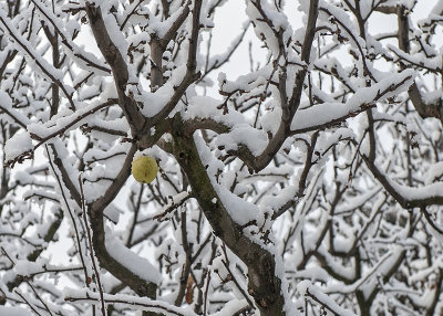 Last apple hanging