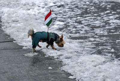 Patriotic dog