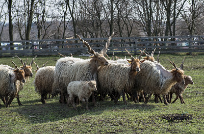 Racka long-horned sheep, Great Hungarian Plain