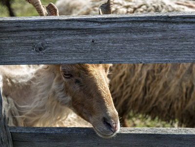 Racka long-horned sheep, Great Hungarian Plain