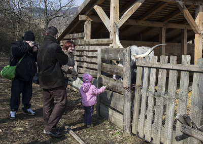 Hungarian Grey long-horned cow