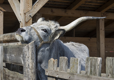 Hungarian Grey long-horned cow