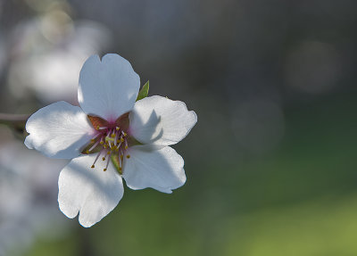 Another mystery blossom