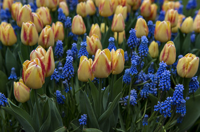Tulip blues