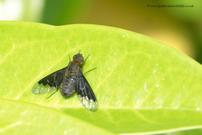 possibly Bee Fly - Anthrax anthrax