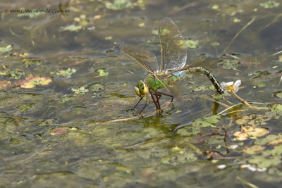 Emperor Dragonfly