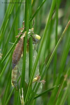 a newly emerged dragon