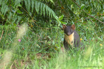 Pine Marten