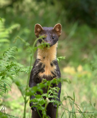 Pine Marten