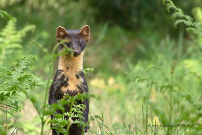 Pine Marten