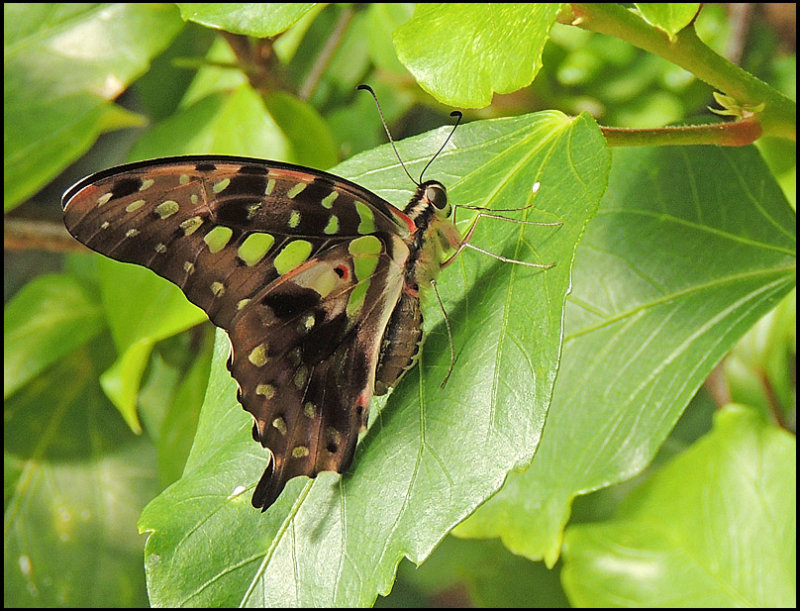 Tailed Jay - Graphium agamemnon.jpg