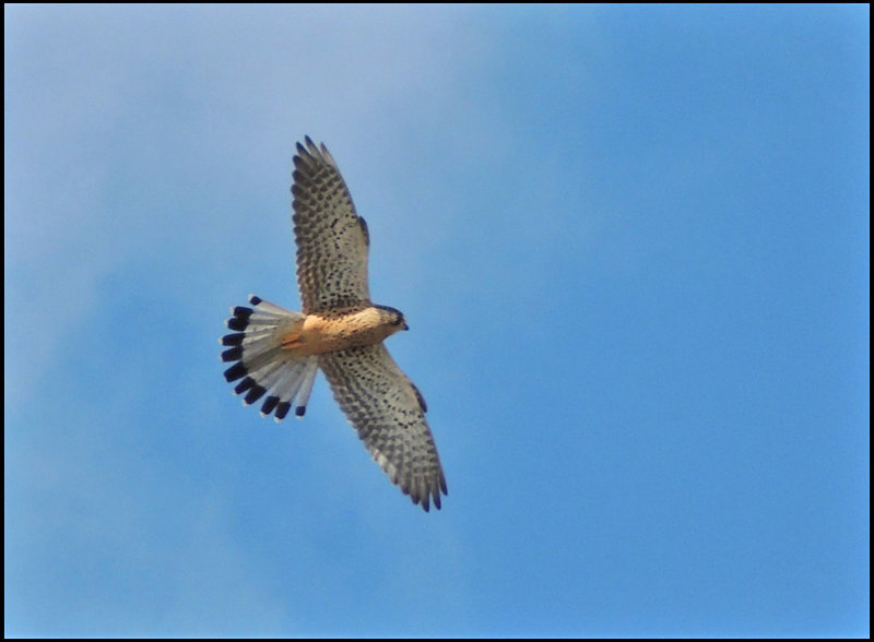 Common Kestrel - Tornfalk .jpg