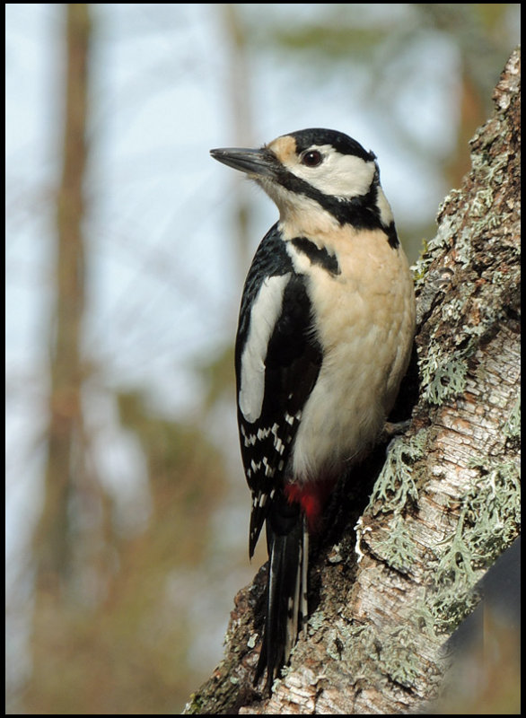 Great Spotted Woodpecker, female - Dendrocopus major.jpg