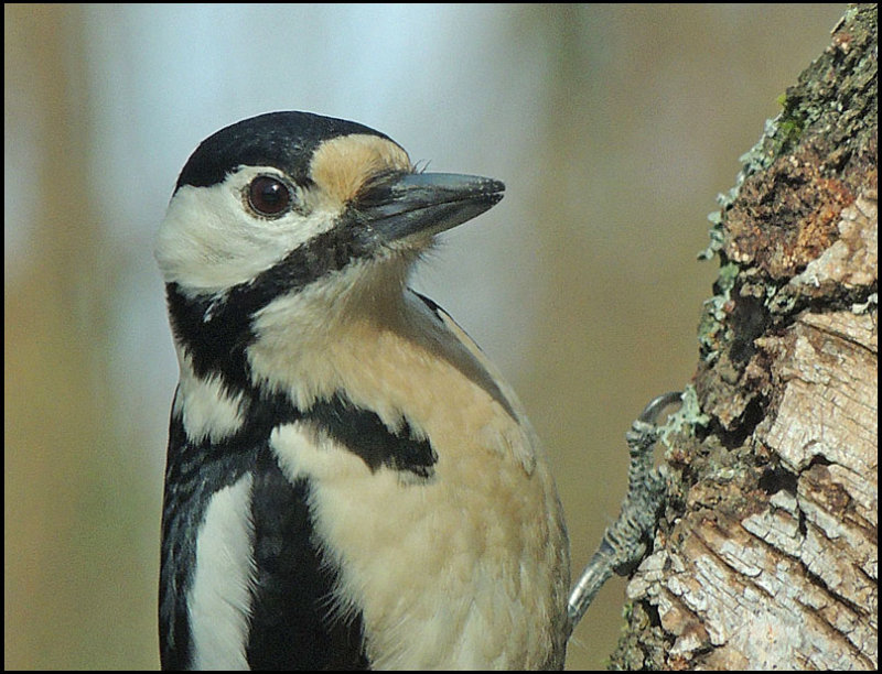Great Spotted Woodpecker, female - Dendrocopus major.jpg