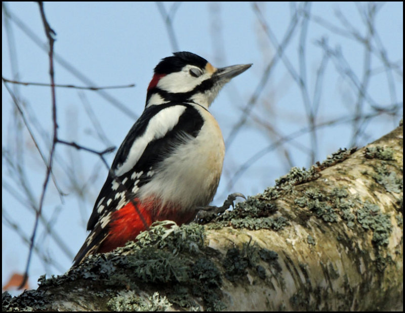 Great Spotted Woodpecker - Dendrocopus major.jpg.jpg