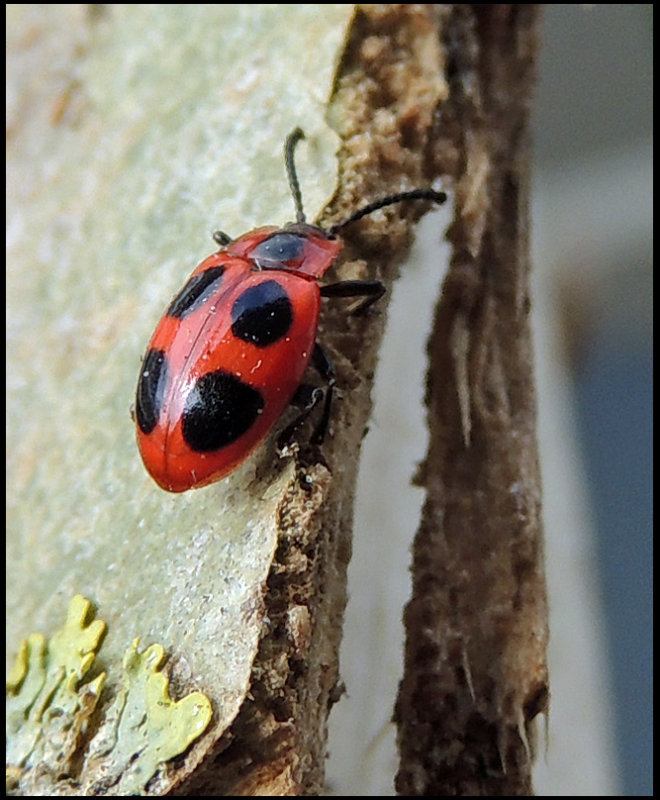 Endomychus cochineus - Fyrflckig svampbagge 3.jpg