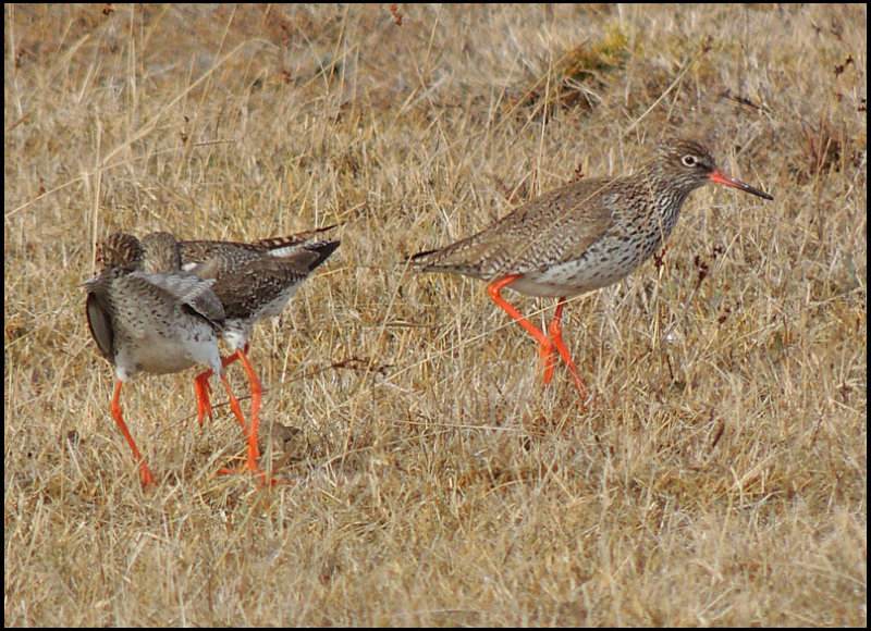  Common Redshank - Rdbena.jpg