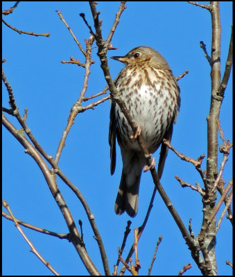 Song Thrush - Turdus philomelos -Taltrast.jpg