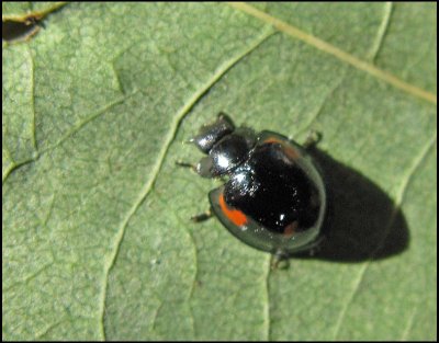 Exochomus quadripustulatus - Fyrfläckig tallpiga .jpg