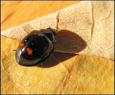 Exochomus quadripustulatus - Fyrfläckig tallpiga .jpg