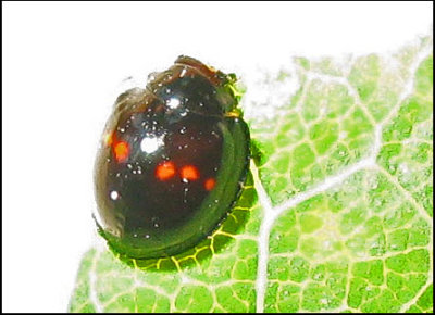 Chilocorus bipustulatus - Njurfläckad nyckelpiga .jpg