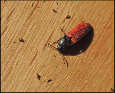 Ampedus cinnabarinus - Bark rdrock .jpg