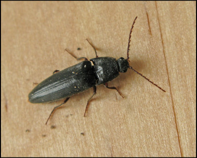 Melanotus villosus.jpg