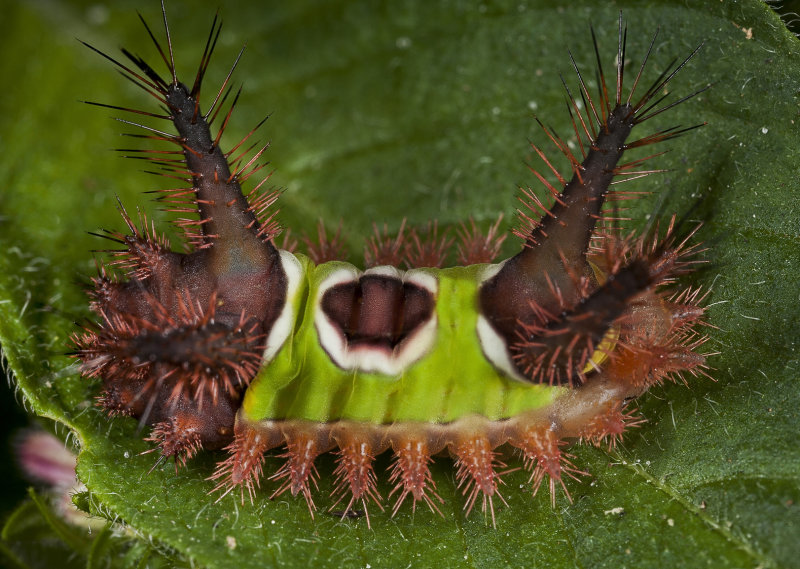 Saddleback Caterpillar6929ar.jpg