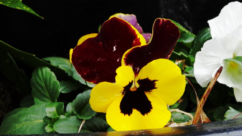 DSC01005.JPG