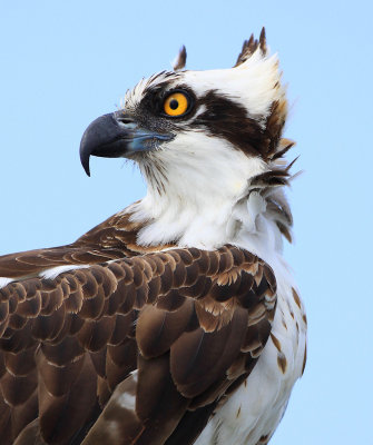 Osprey