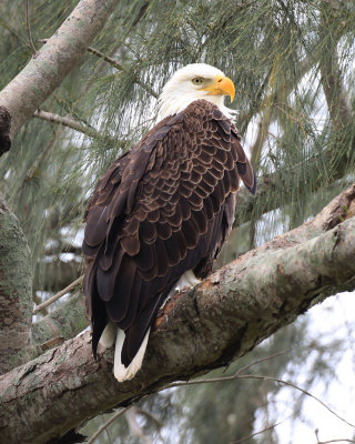 Dairy Queen Eagle