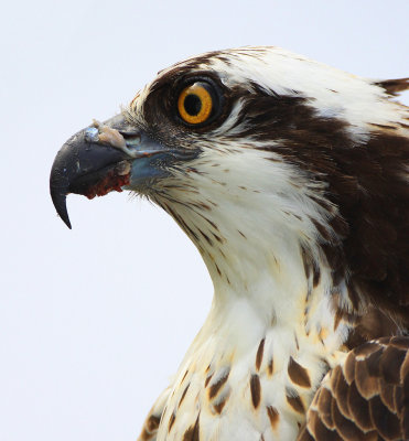 Osprey