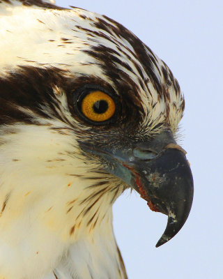 Osprey